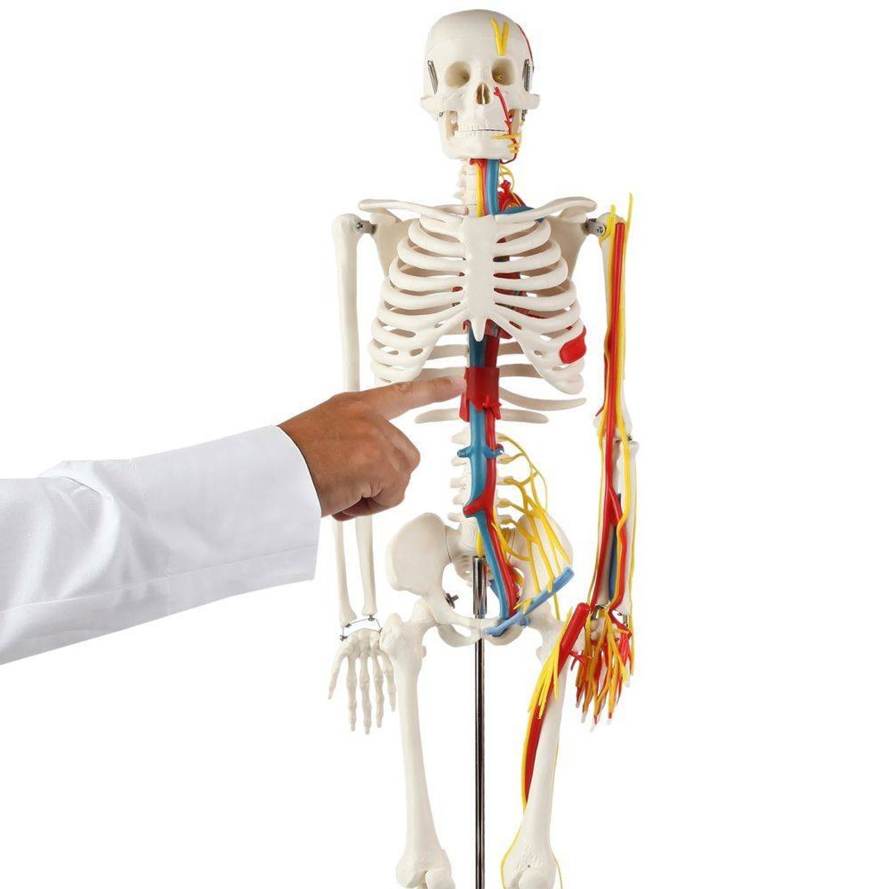 Anatomy Lab Miniature Human Skeleton with Nerves, Veins and Arteries