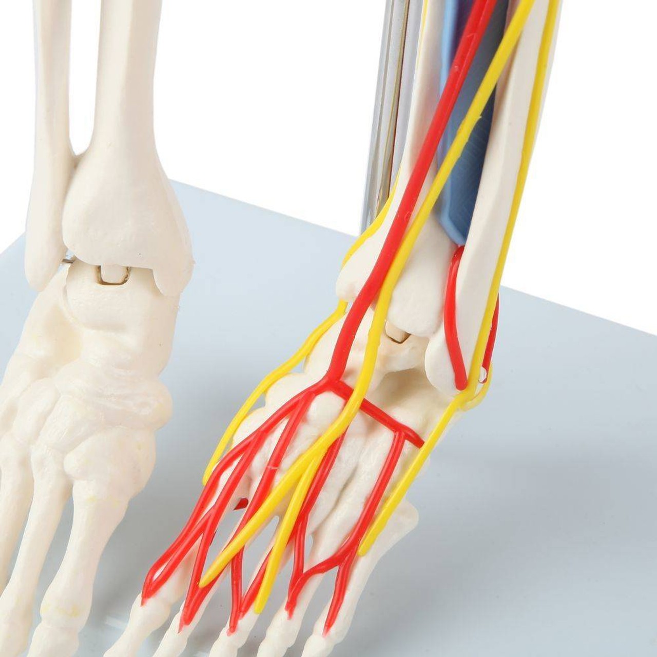 Anatomy Lab Miniature Human Skeleton with Nerves, Veins and Arteries