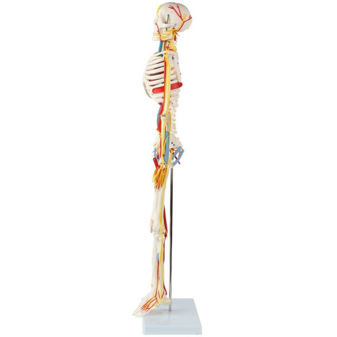Anatomy Lab Miniature Human Skeleton with Nerves, Veins and Arteries