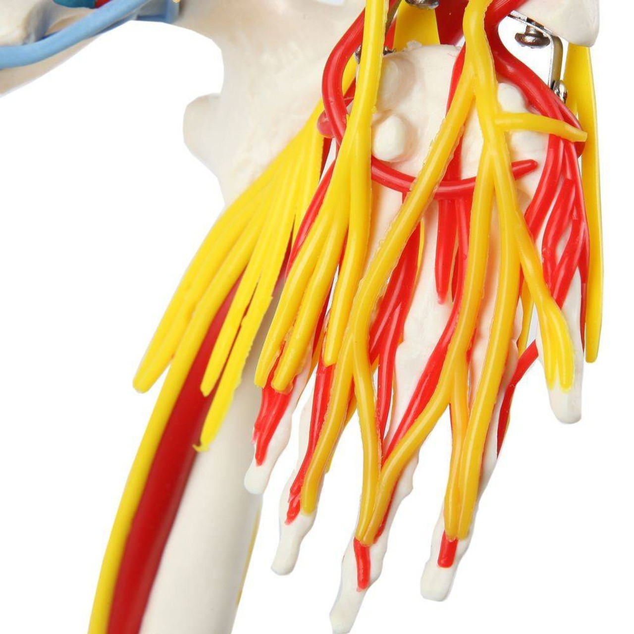 Anatomy Lab Miniature Human Skeleton with Nerves, Veins and Arteries