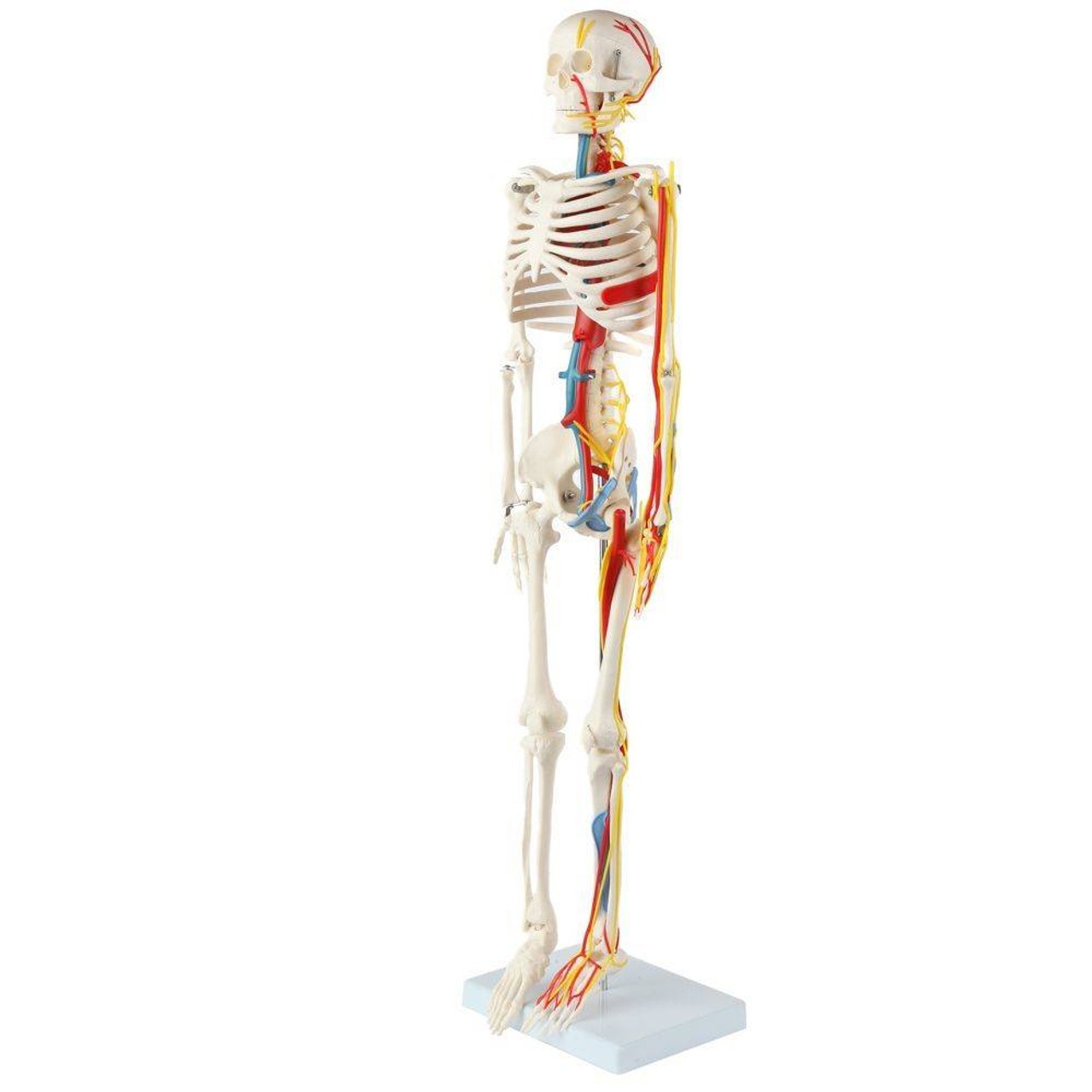 Anatomy Lab Miniature Human Skeleton with Nerves, Veins and Arteries