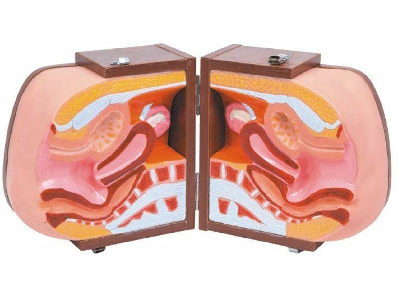 Anatomy Lab Contraceptive Guidance Model