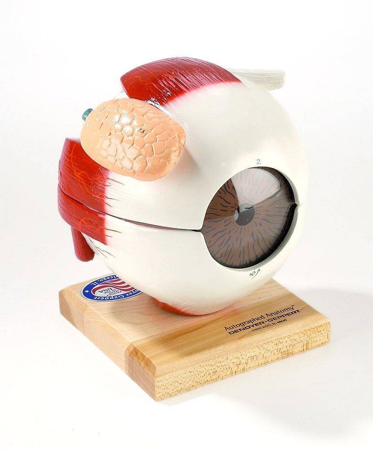 Giant Five Parts Eyeball Anatomy Model