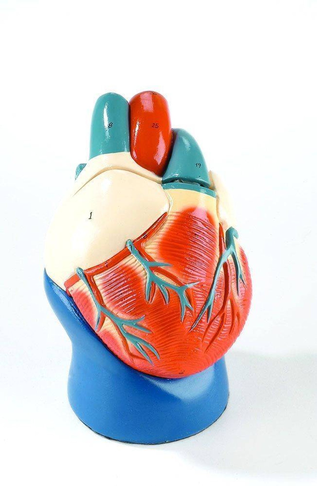 Nonbreakable Life-Size Heart Anatomy Model