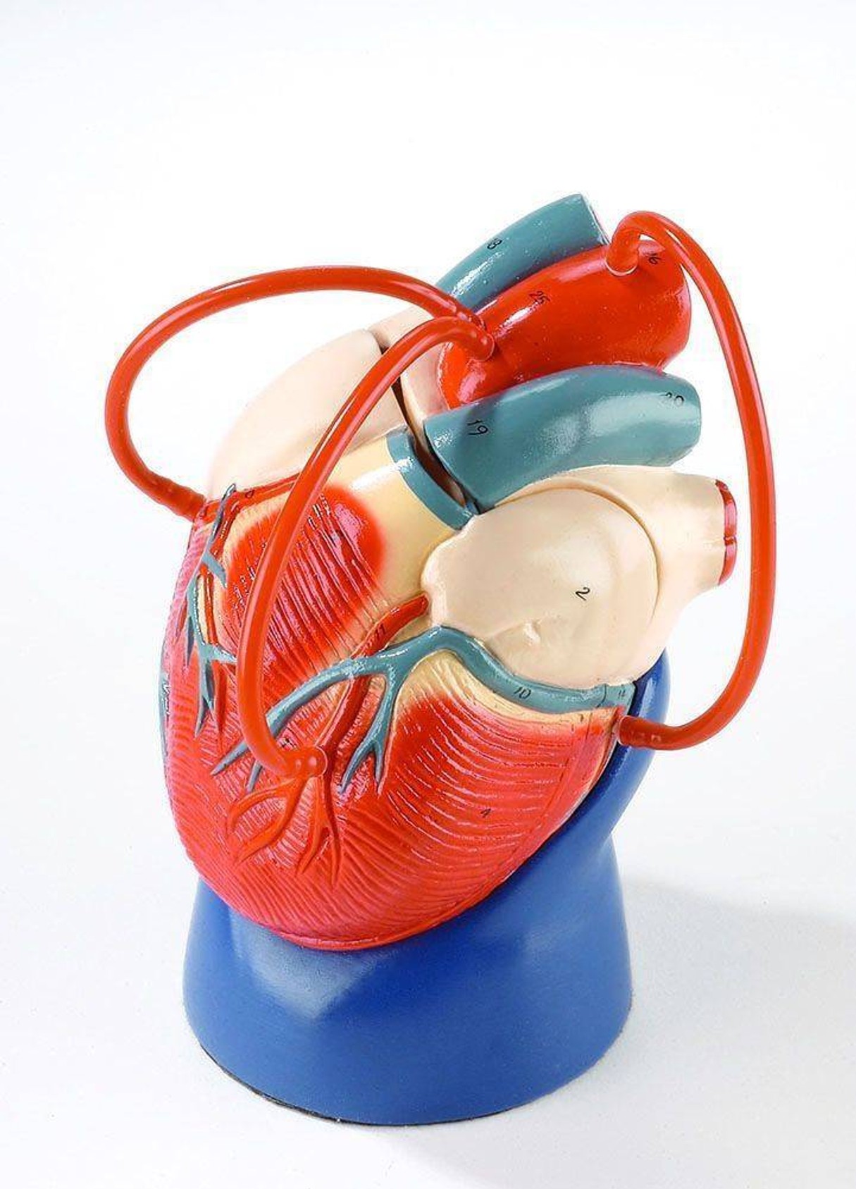 Coronary Bypass Heart Anatomy Model