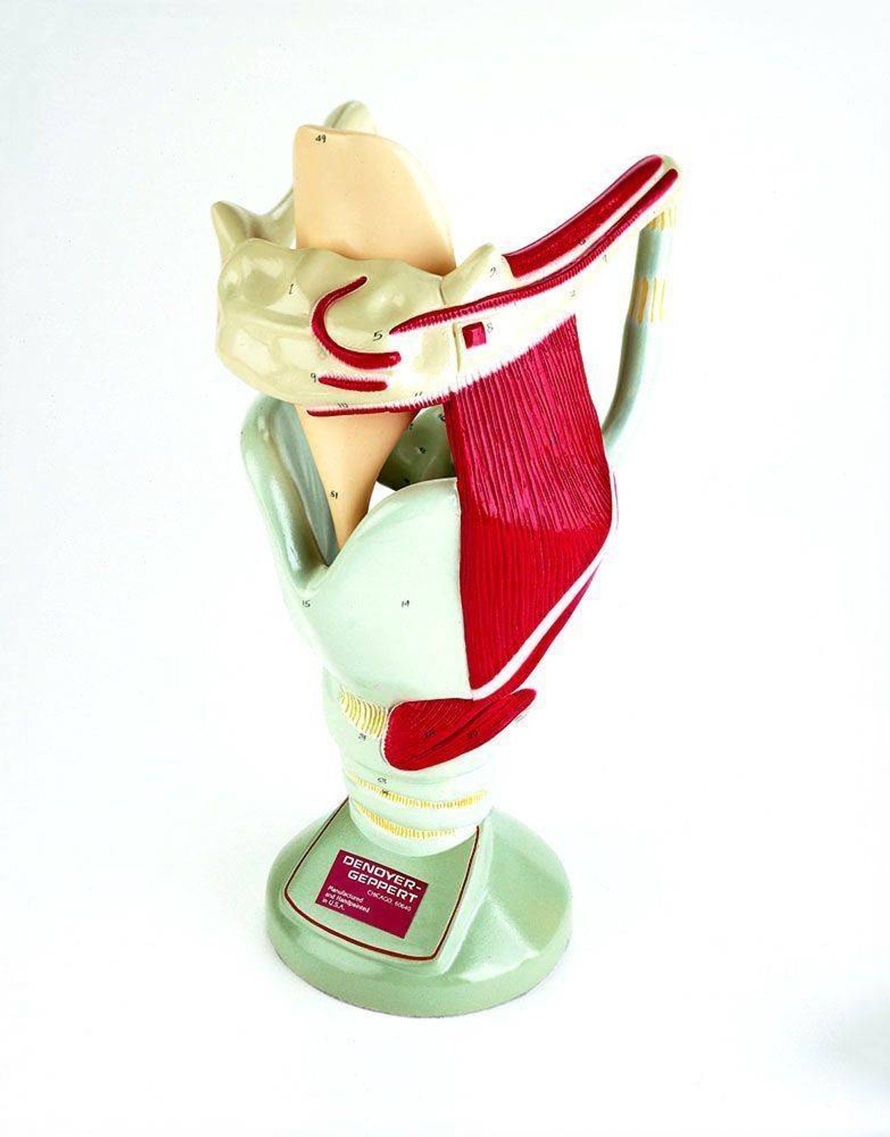 Giant Functional Larynx Anatomy Model
