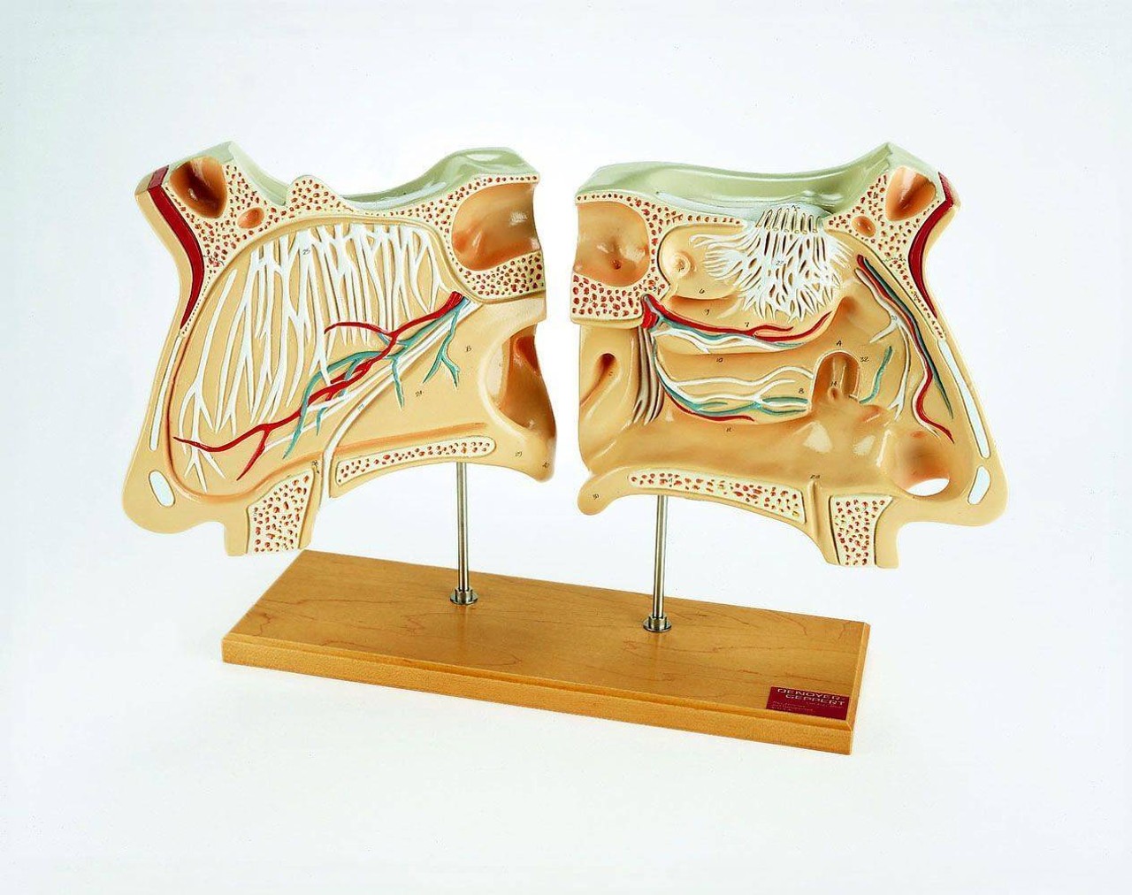 Nose and Olfactory Organ Anatomy Model Set