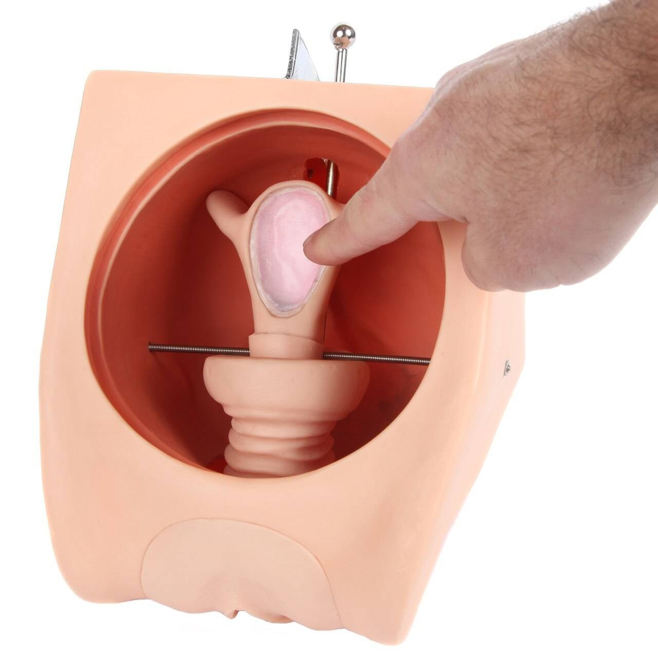 Anatomy Lab Female Contraception Model