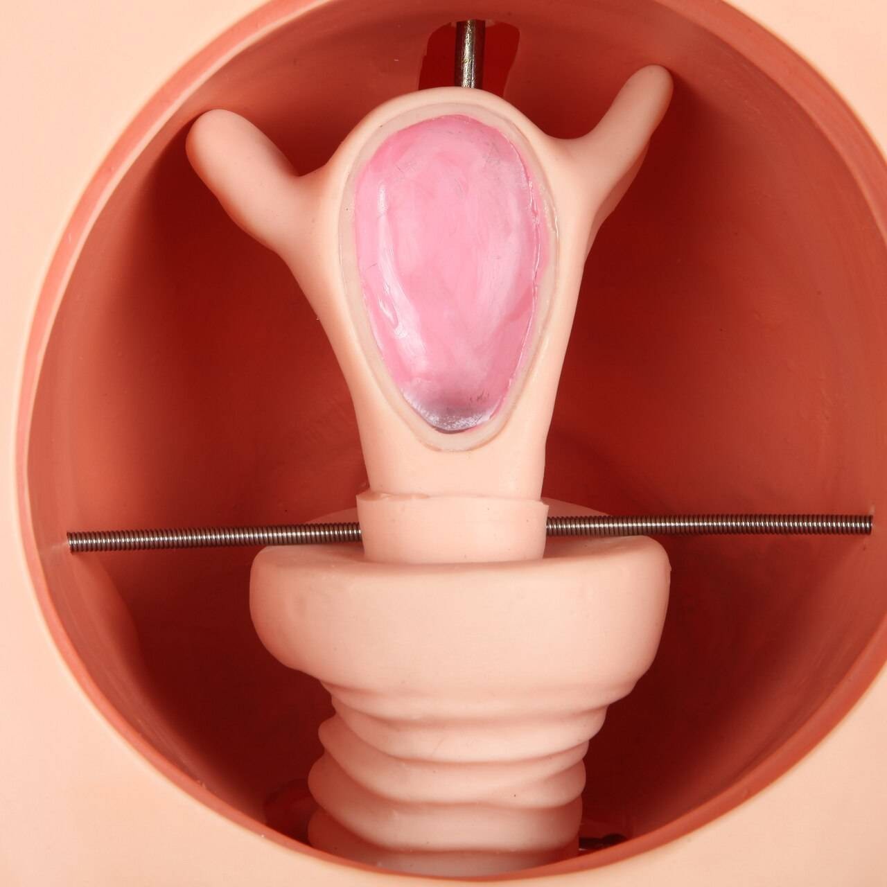 Anatomy Lab Female Contraception Model