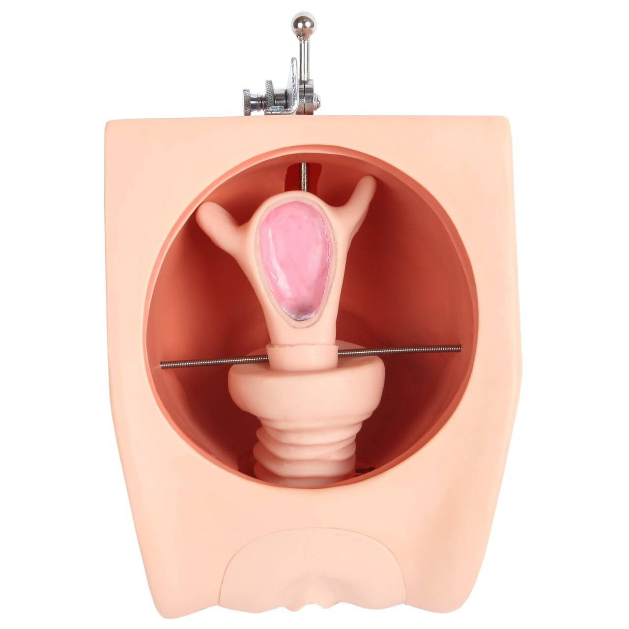 Anatomy Lab Female Contraception Model