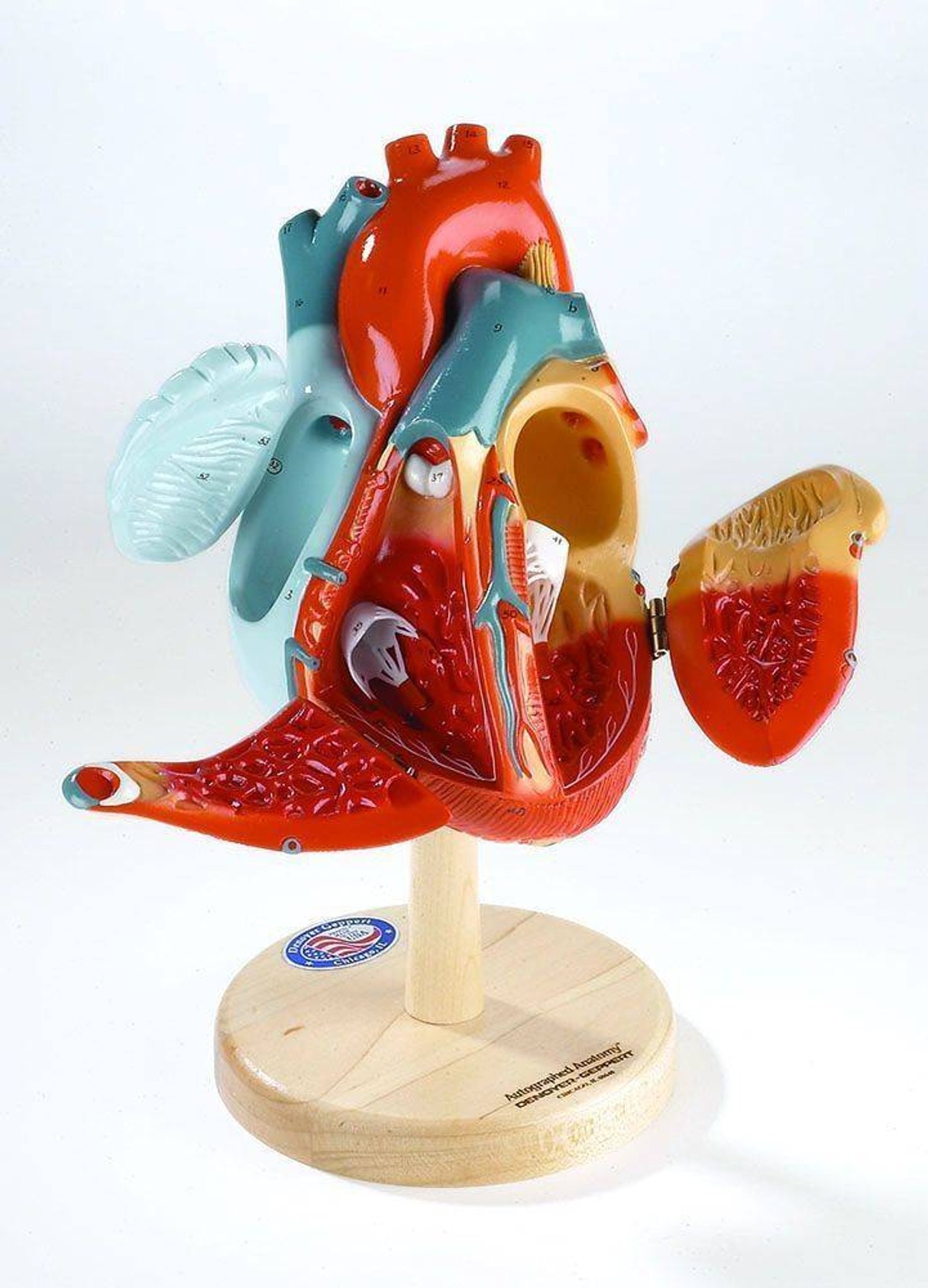 Giant Heart Of America Anatomy Model