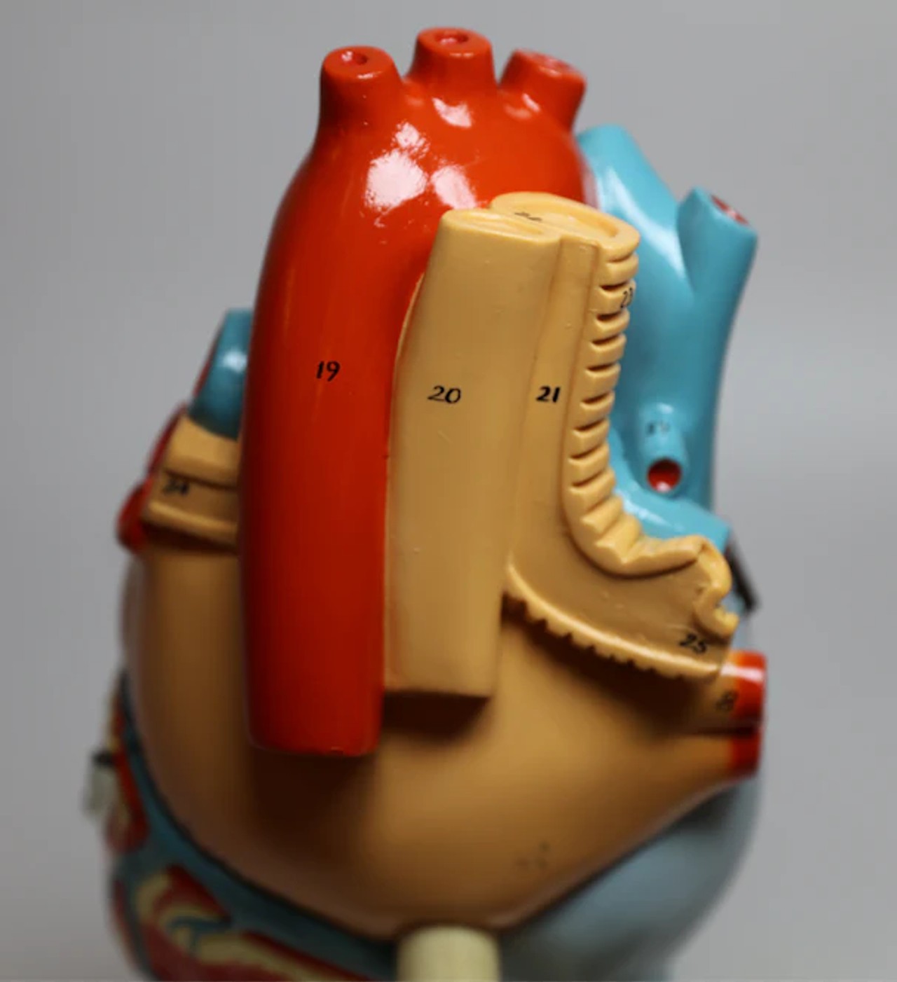 Giant Heart Of America Anatomy Model