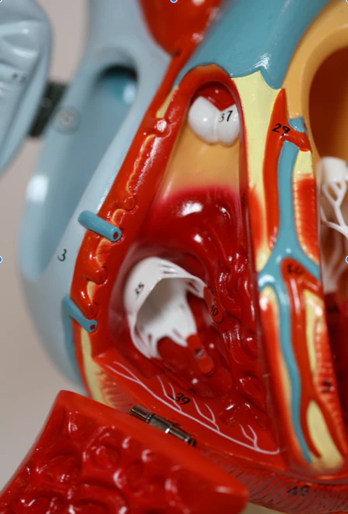 Giant Heart Of America Anatomy Model