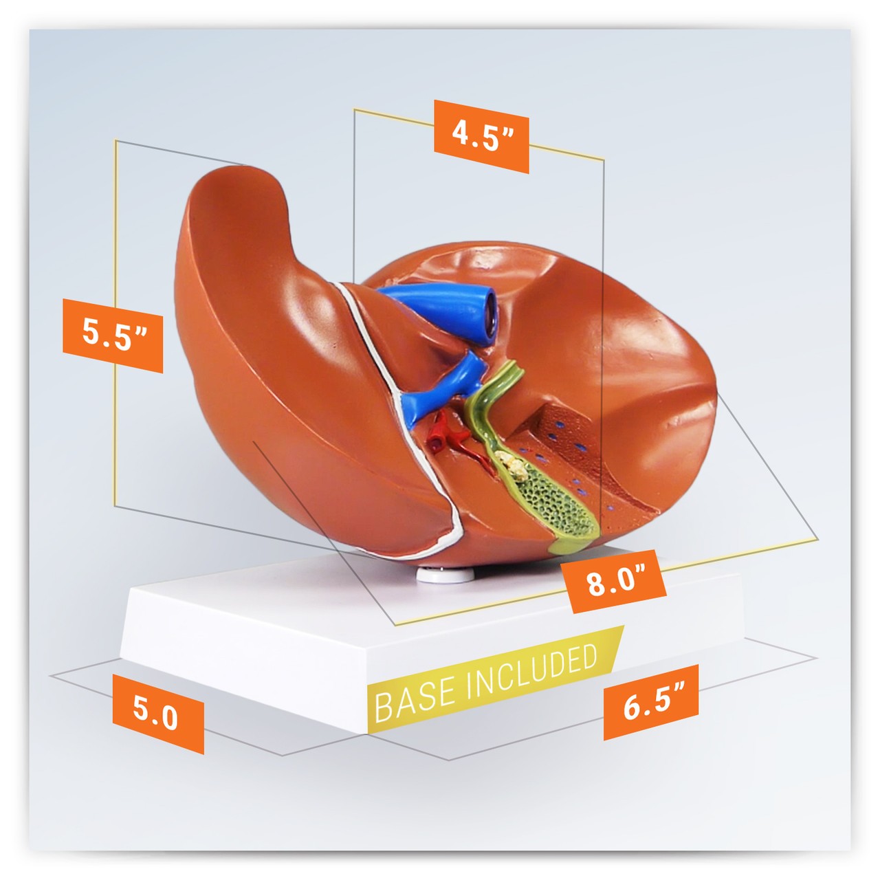 Liver And Gallbladder Anatomy Model