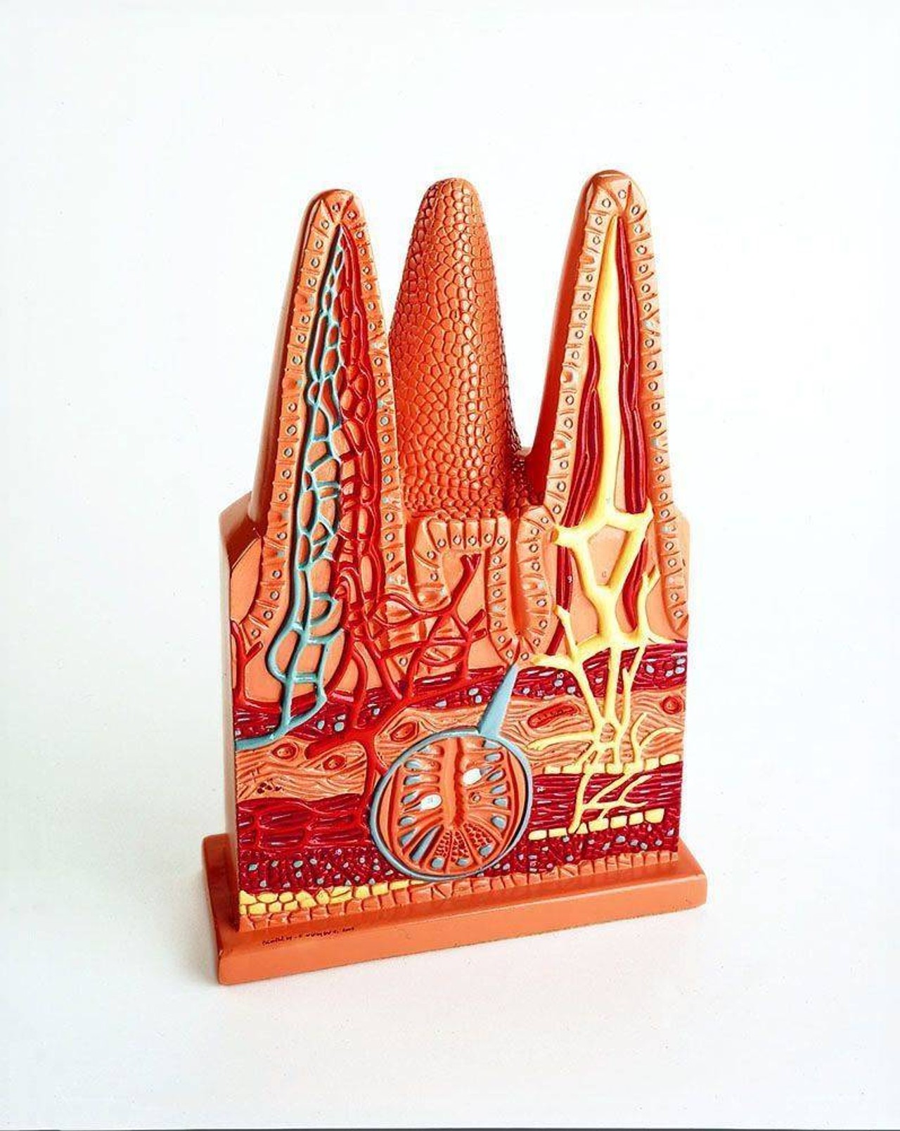 Intestinal Villi Anatomy Model
