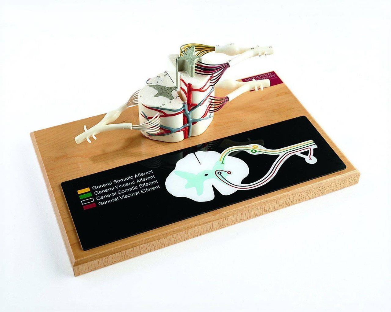 Deluxe Spinal Cord Anatomy Model