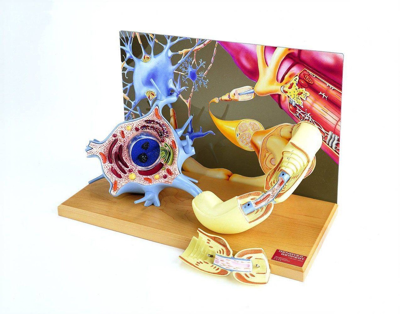Motor Neuron Diorama Anatomy Model