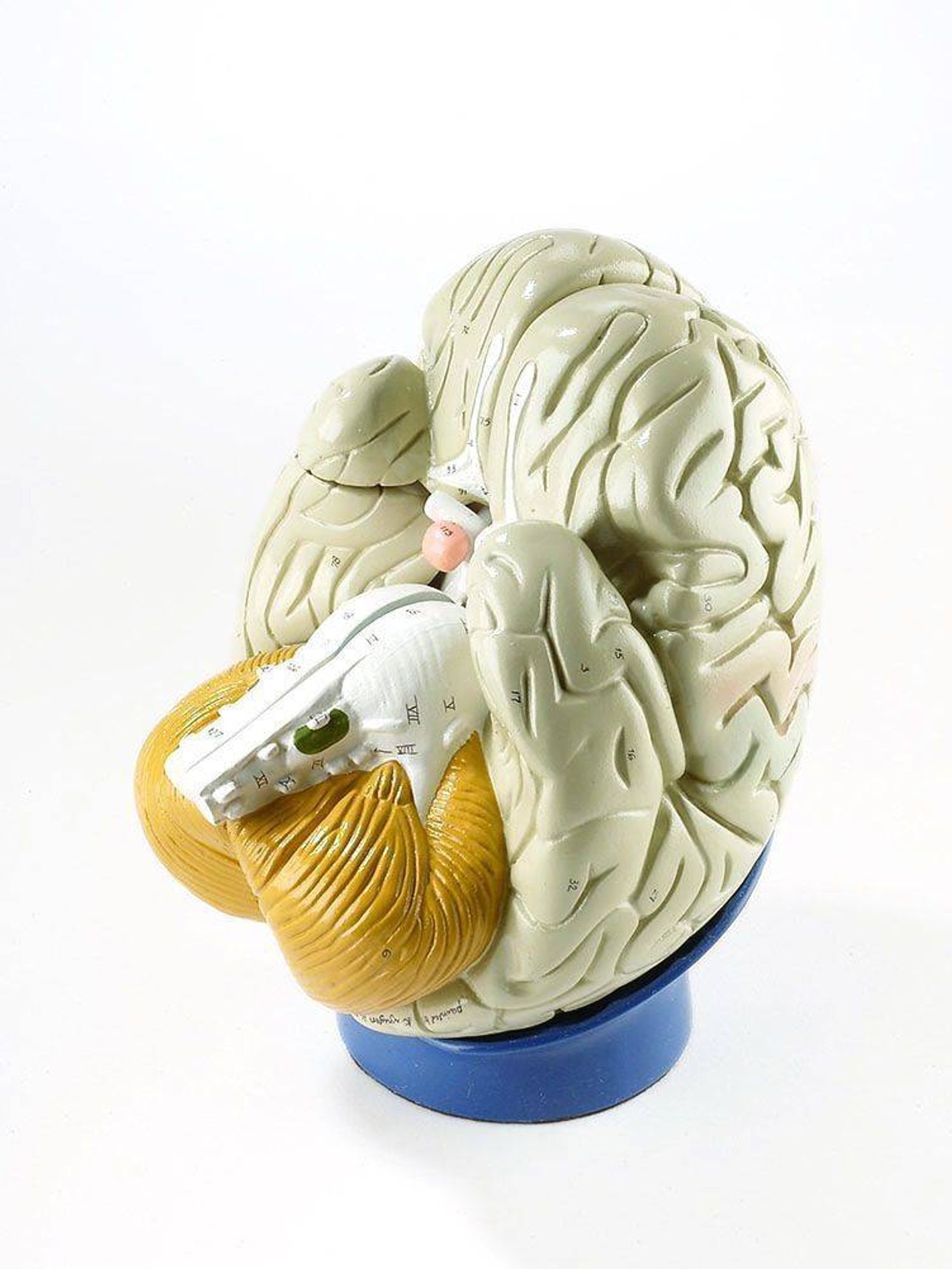 Giant 4 Part Brain Anatomy Model