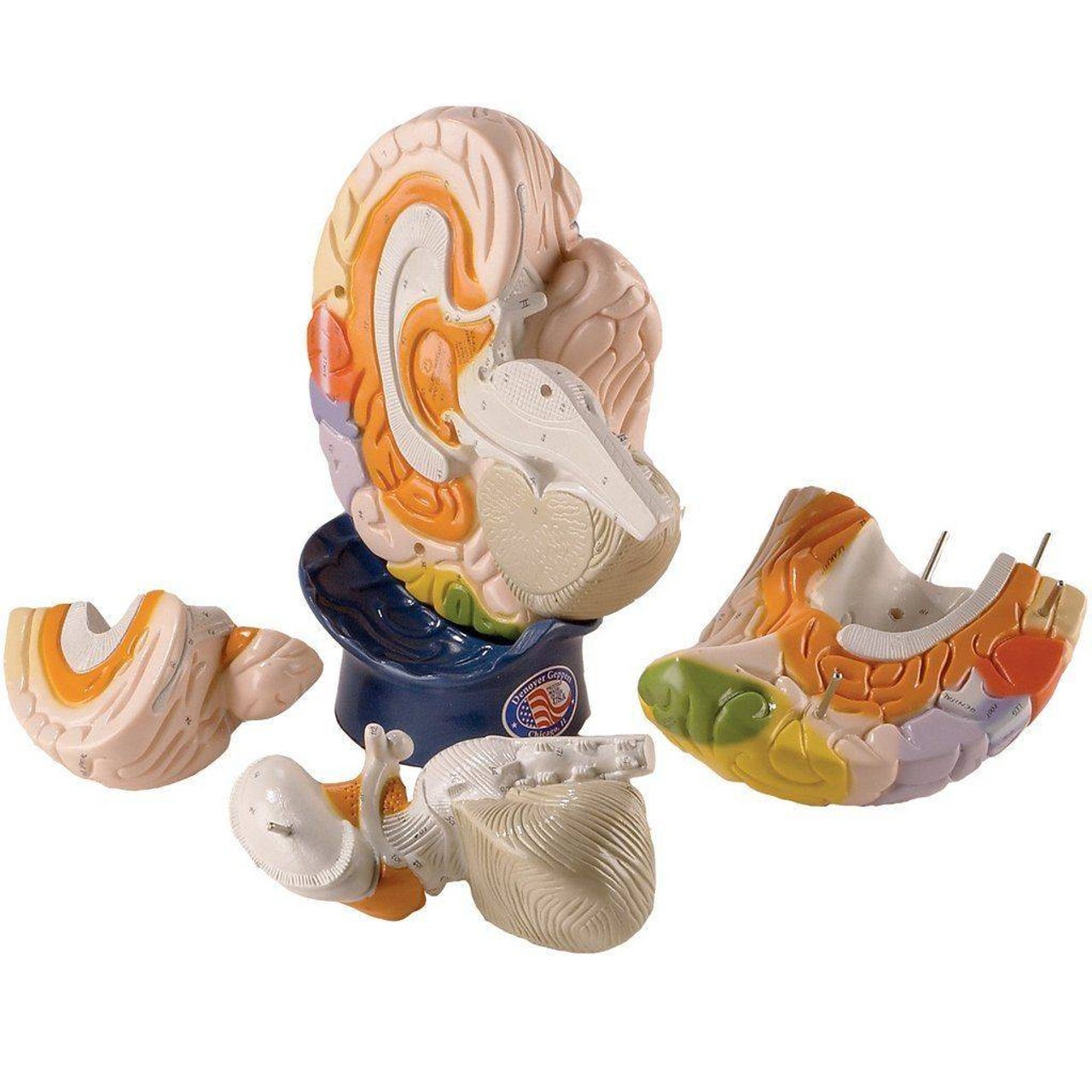 Giant Functional Center Brain Anatomy Model