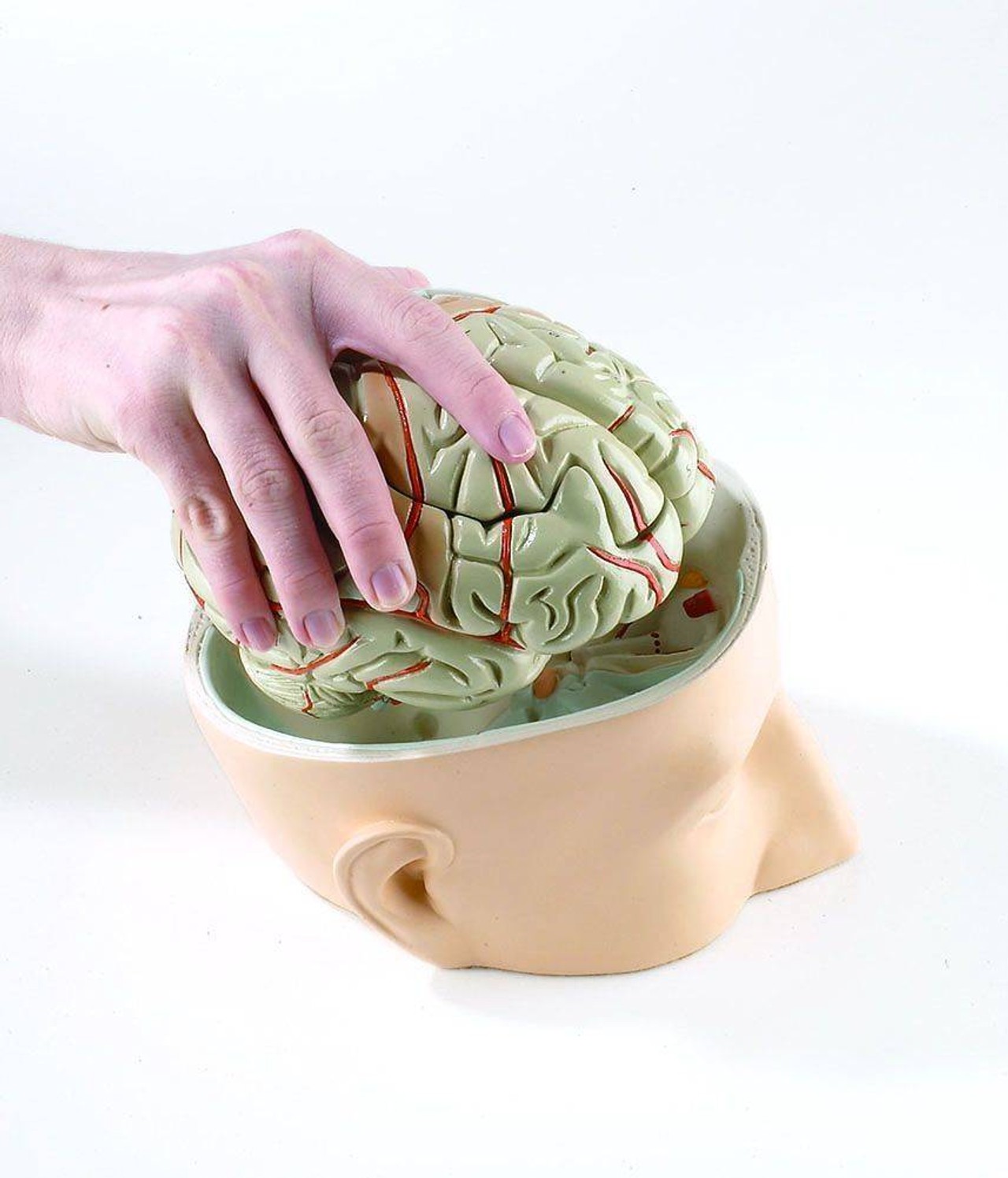 Base Of Head With 7 Part Brain Anatomy Model