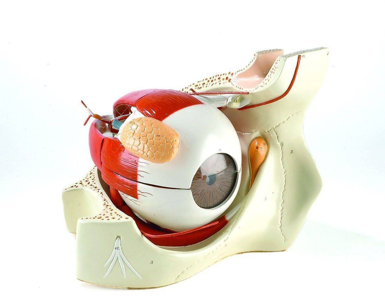 Giant Eye Anatomy Model In Bony Orbit
