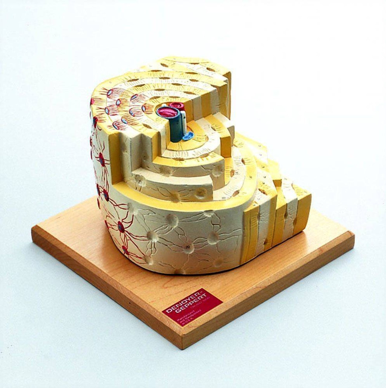 Bone Structure Anatomy Model