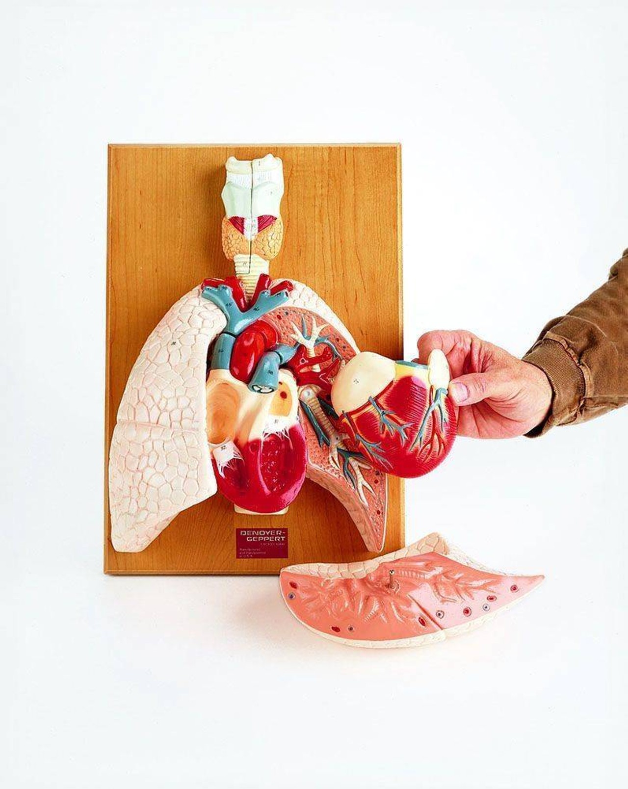 The Cardiopulmonary System Respiratory Organs Anatomy Model