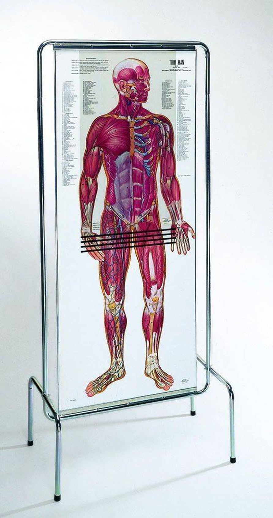The Thin Man Sequential Human Anatomy Figure