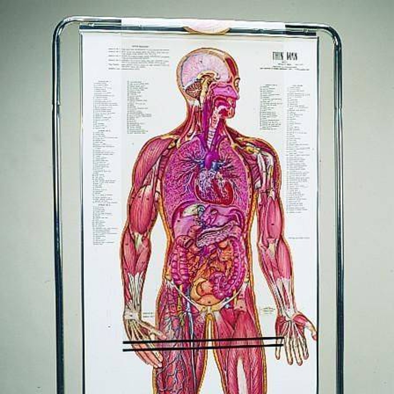 The Thin Man Sequential Human Anatomy Figure