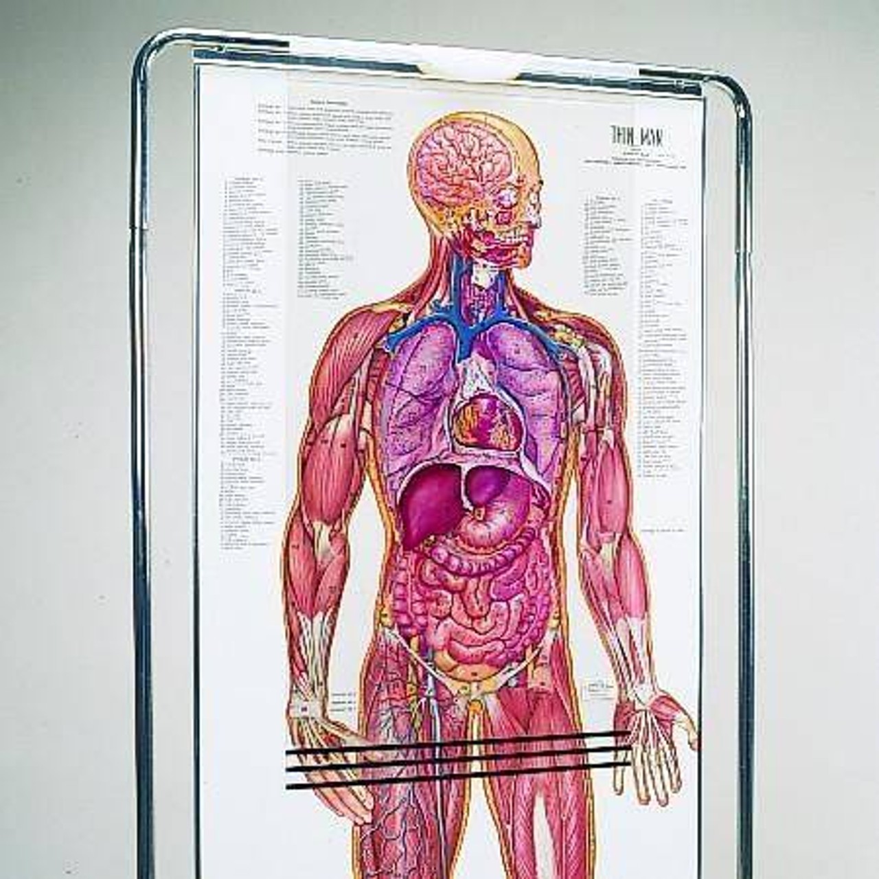 The Thin Man Sequential Human Anatomy Figure