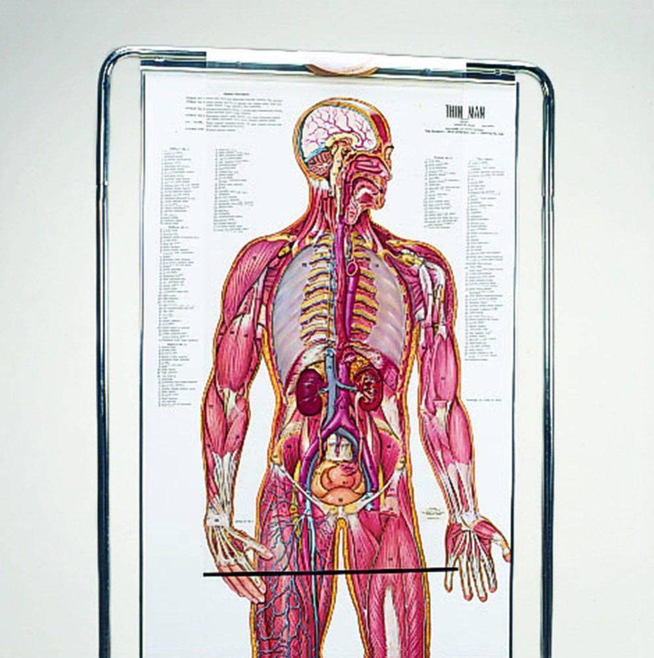 The Thin Man Sequential Human Anatomy Figure
