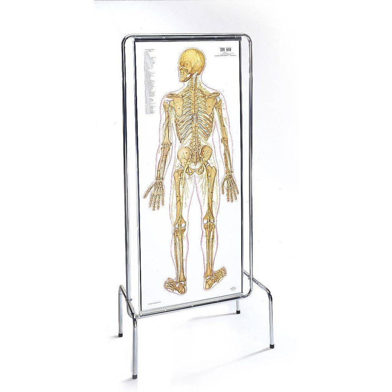 The Thin Man Sequential Human Anatomy Figure