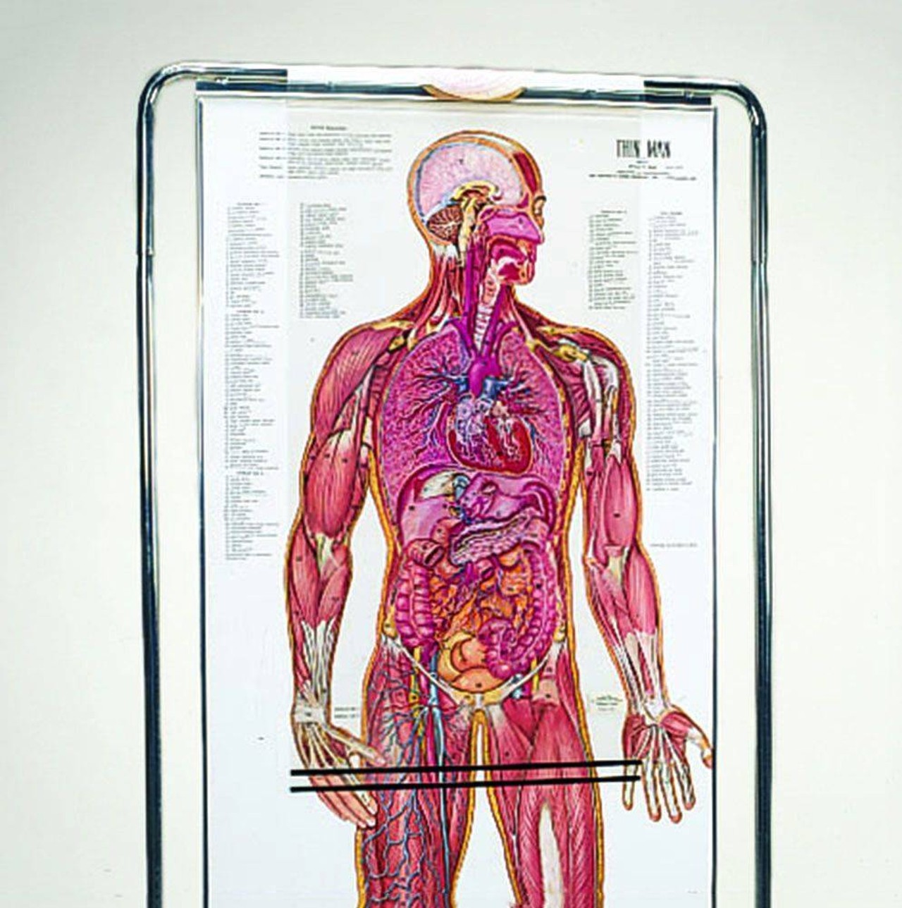 The Thin Man Sequential Human Anatomy Figure