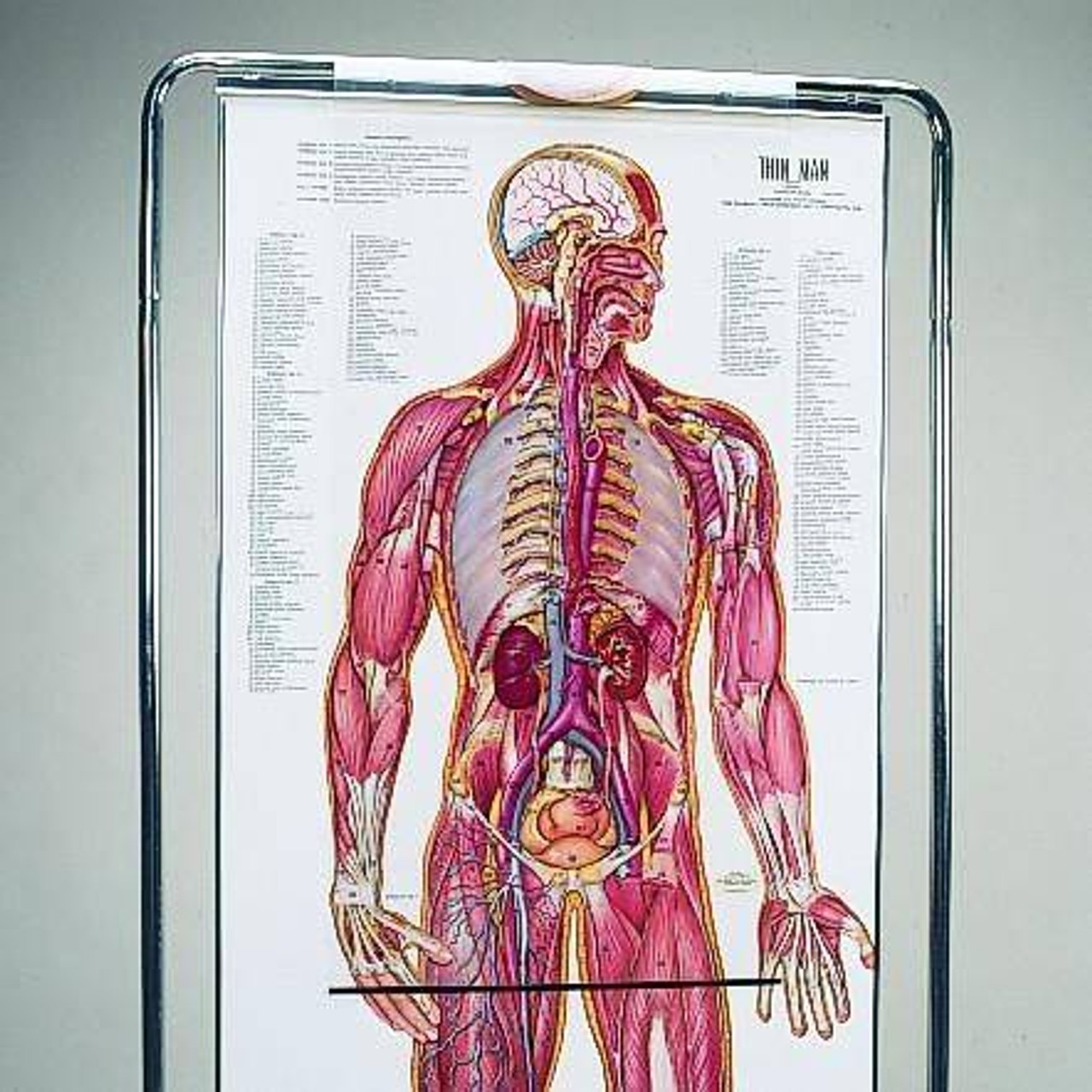 The Thin Man Sequential Human Anatomy Figure