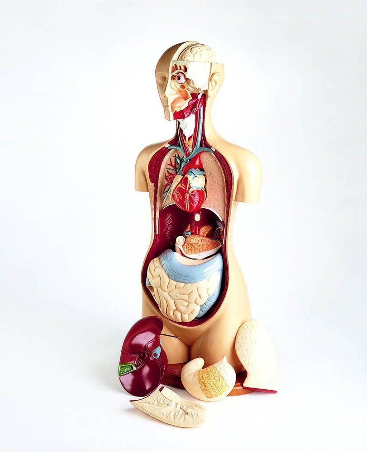 Basic 19 Part Knowbody Teaching Torso Anatomy Model