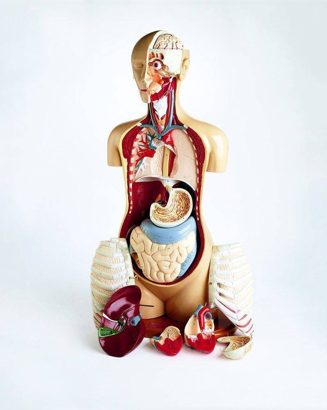 Advanced 20 Part Knowbody Teaching Torso Anatomy Model