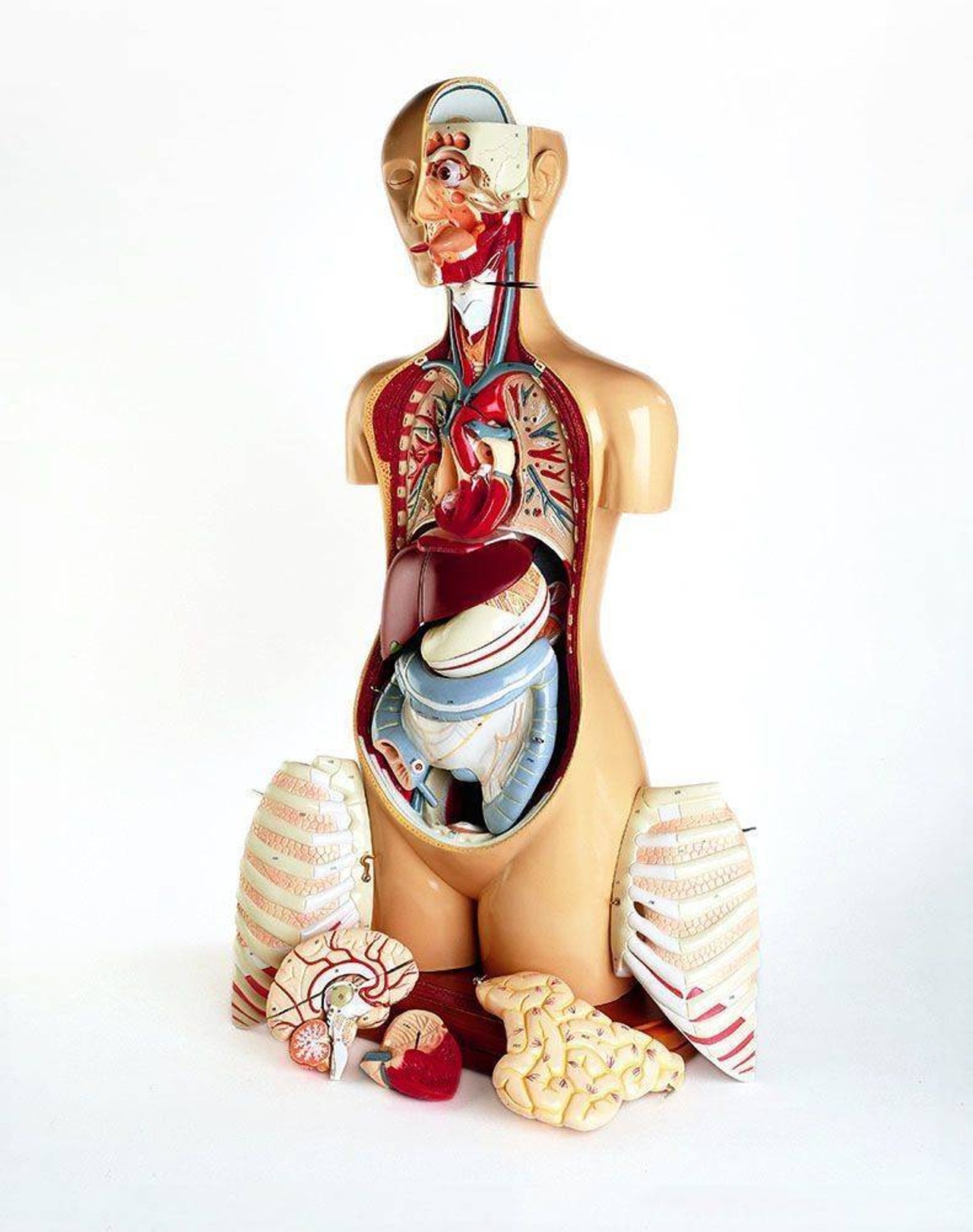 Deluxe 23 Part Knowbody Teaching Torso Anatomy Model With Detachable Head and Hardwood Turntable Base