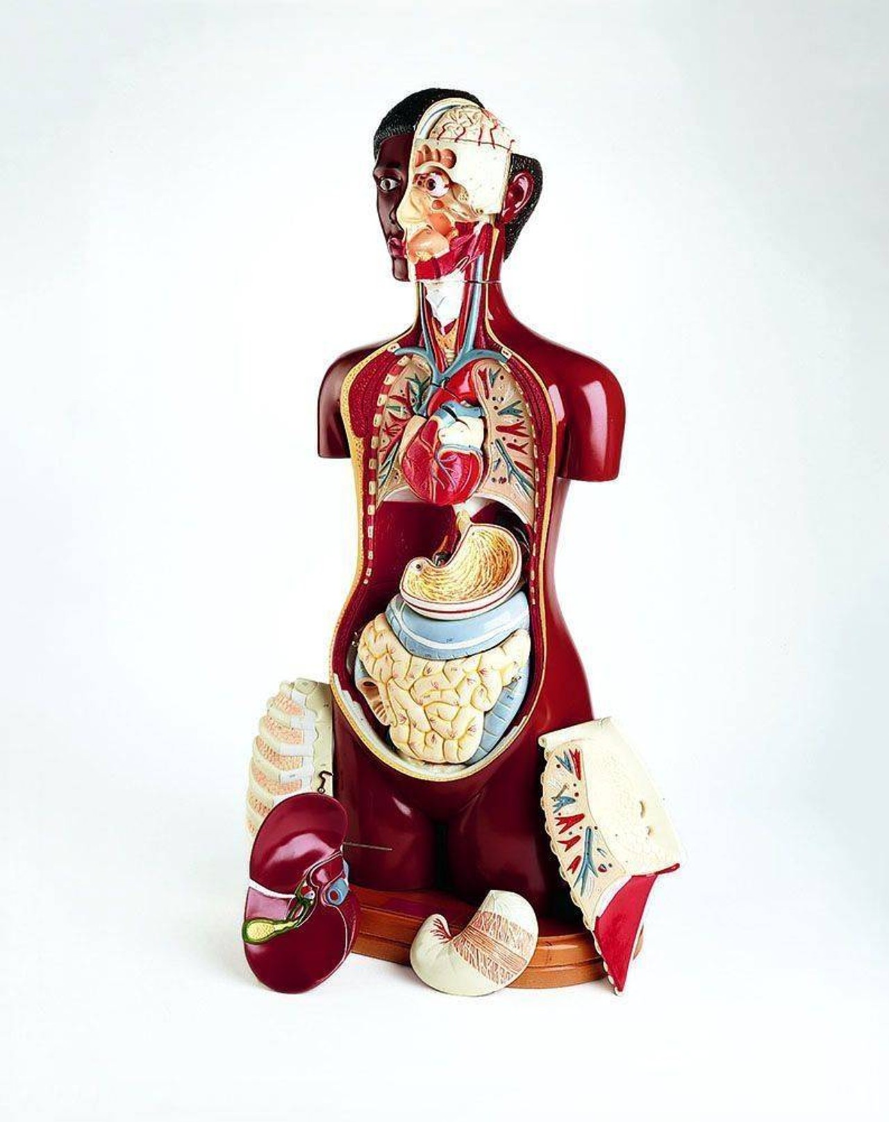 Deluxe 23 Part Black Knowbody Teaching Torso Anatomy Model With Detachable Head and Hardwood Turntable Base