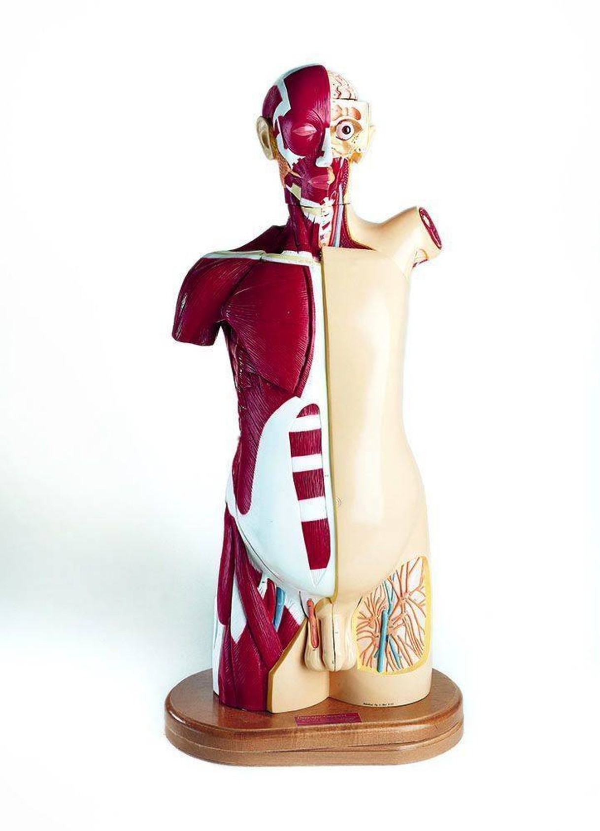 25 Part Male Multi Torso Anatomy Model