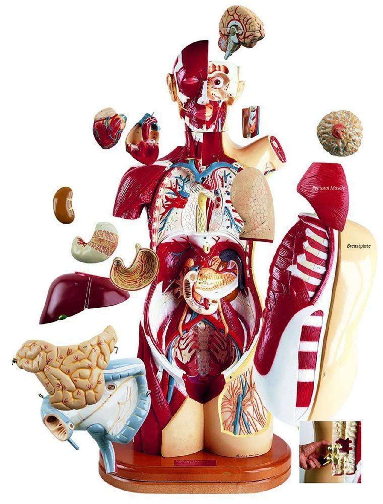33 Part Multi Torso Anatomy Model Three In One Configuration