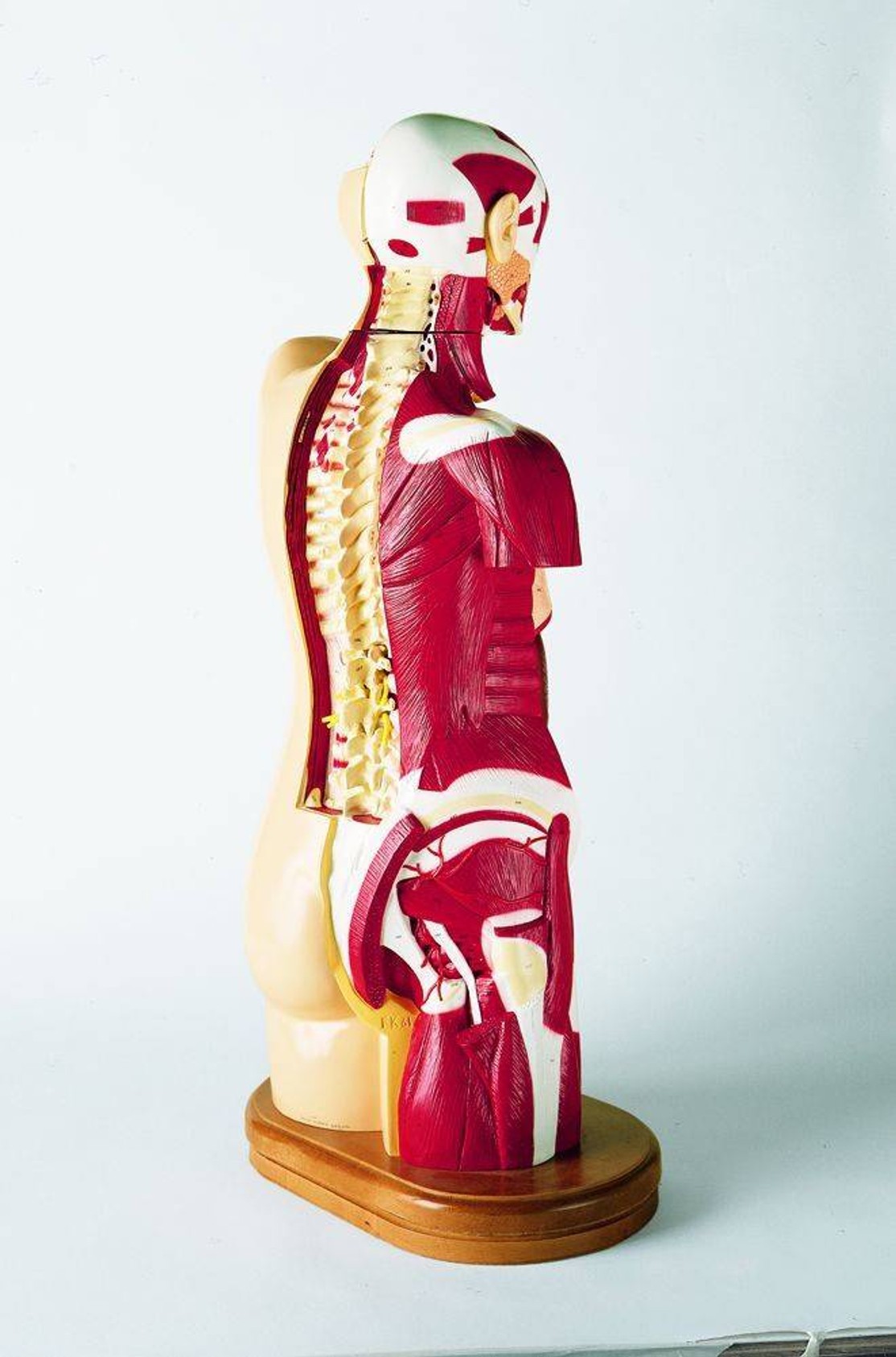 36 Part Multi Torso Anatomy Model Male Female Sexless and Pregnancy Configuration