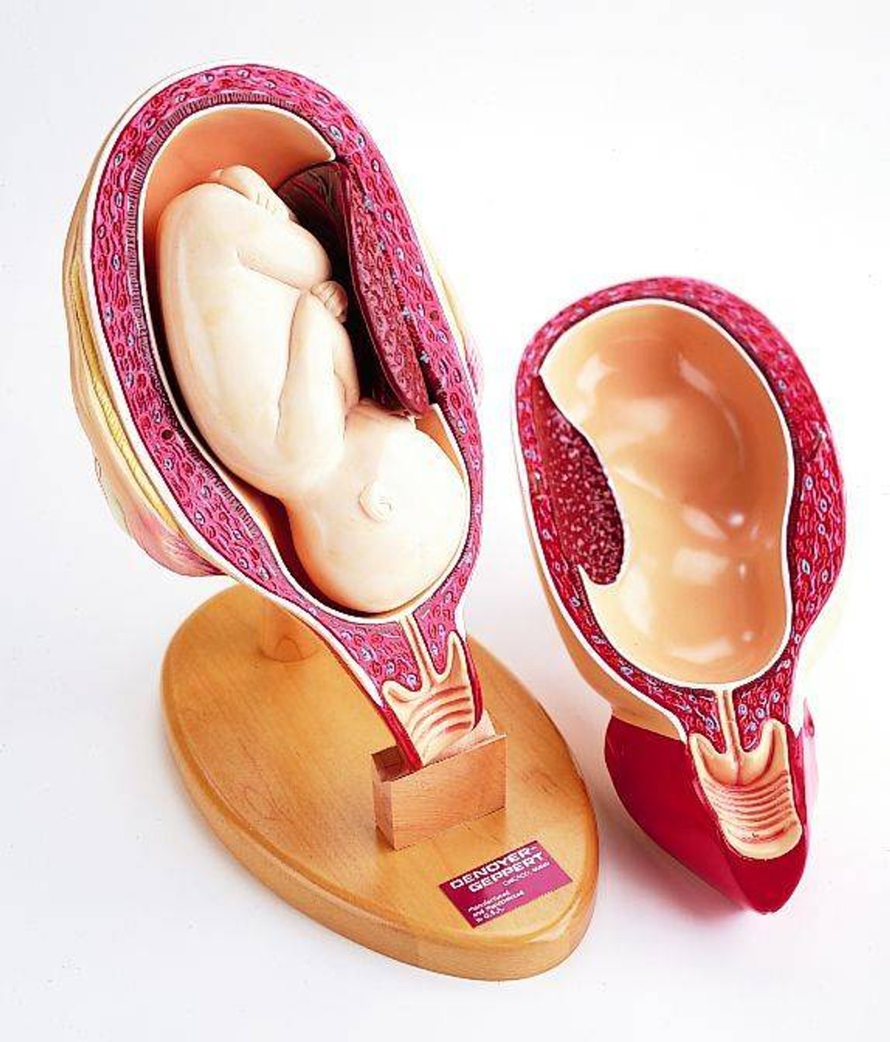 36 Part Multi Torso Anatomy Model Male Female Sexless and Pregnancy Configuration