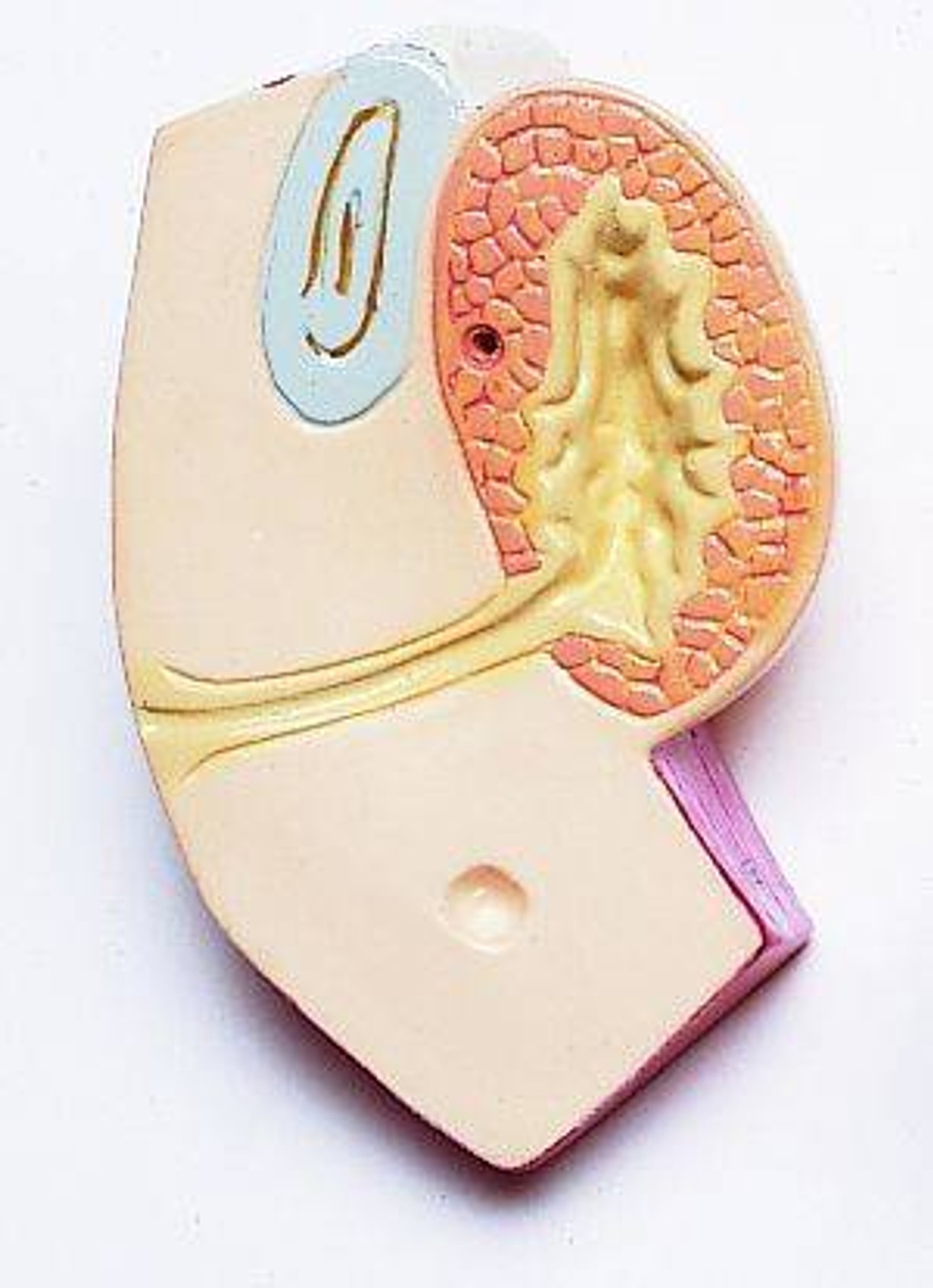 36 Part Multi Torso Anatomy Model Male Female Sexless and Pregnancy Configuration