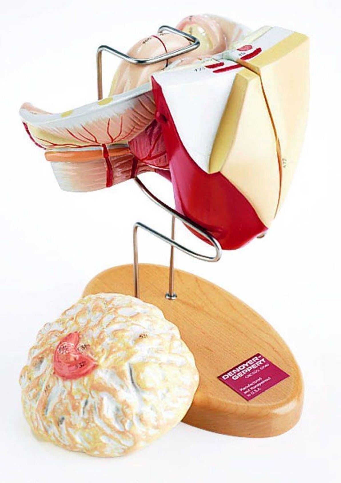 Non Pregnant Female Insert With Mammary Gland Anatomy Model