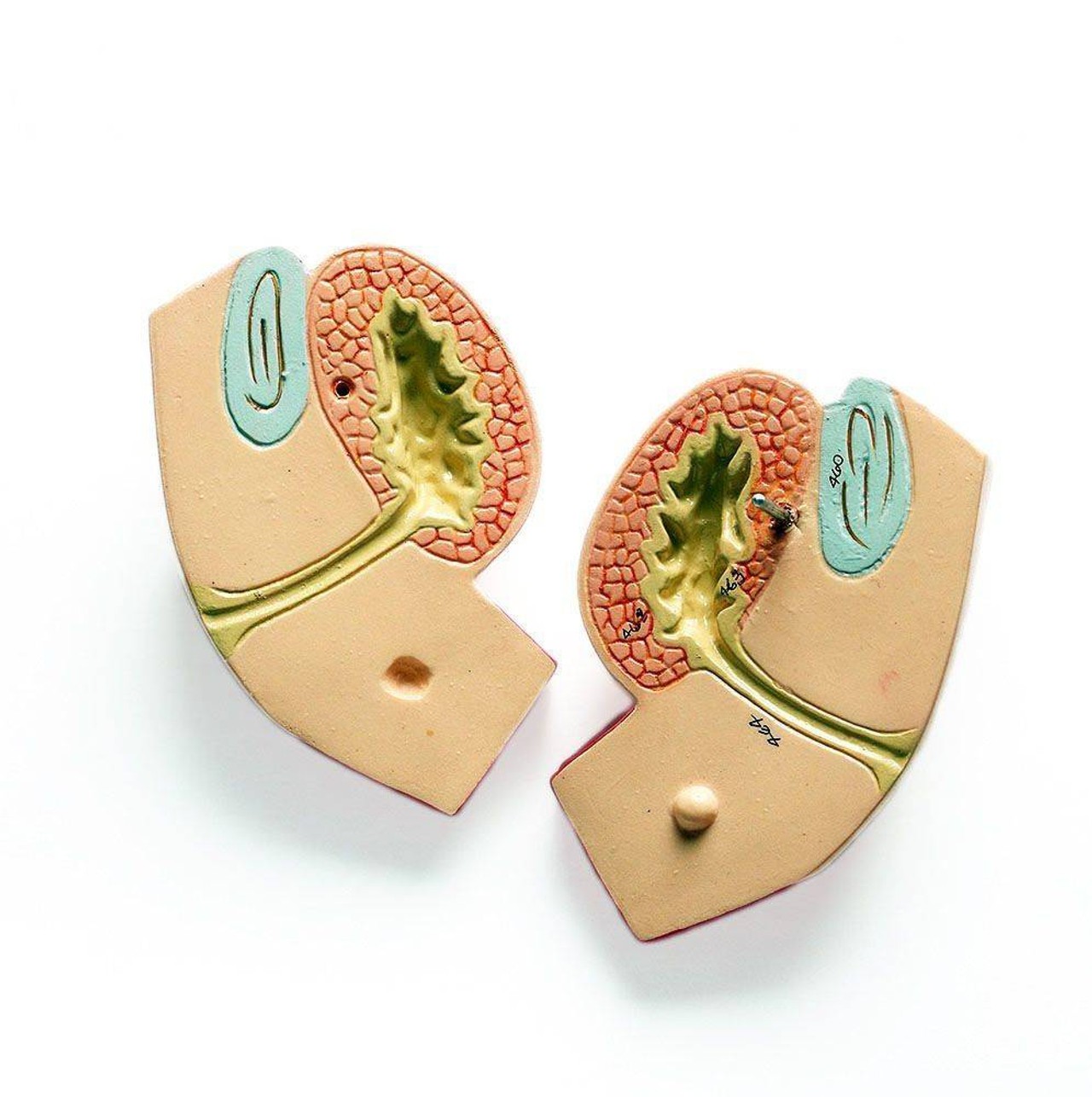 Genderless Pelvic Anatomy Model Insert