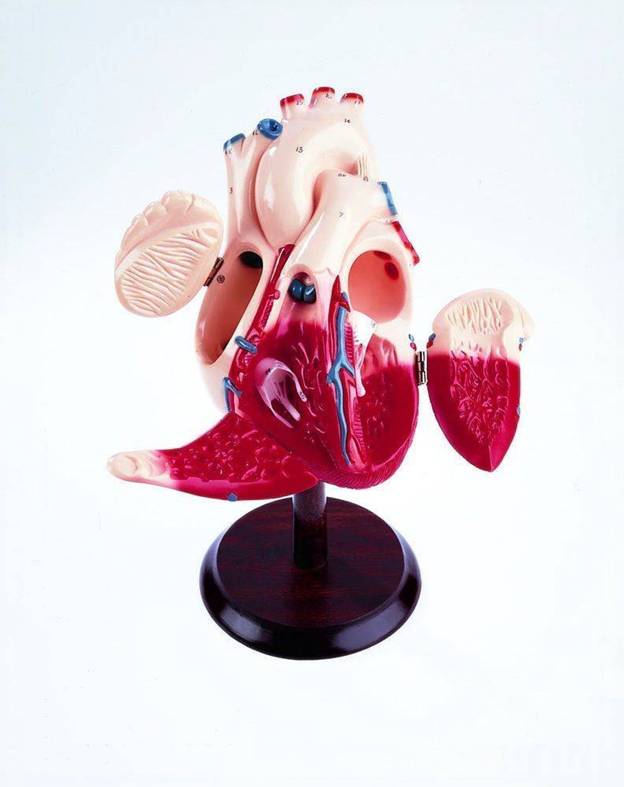 The Heart Of America Student Version Anatomy Model The Heart Of America Student Version Anatomy Model