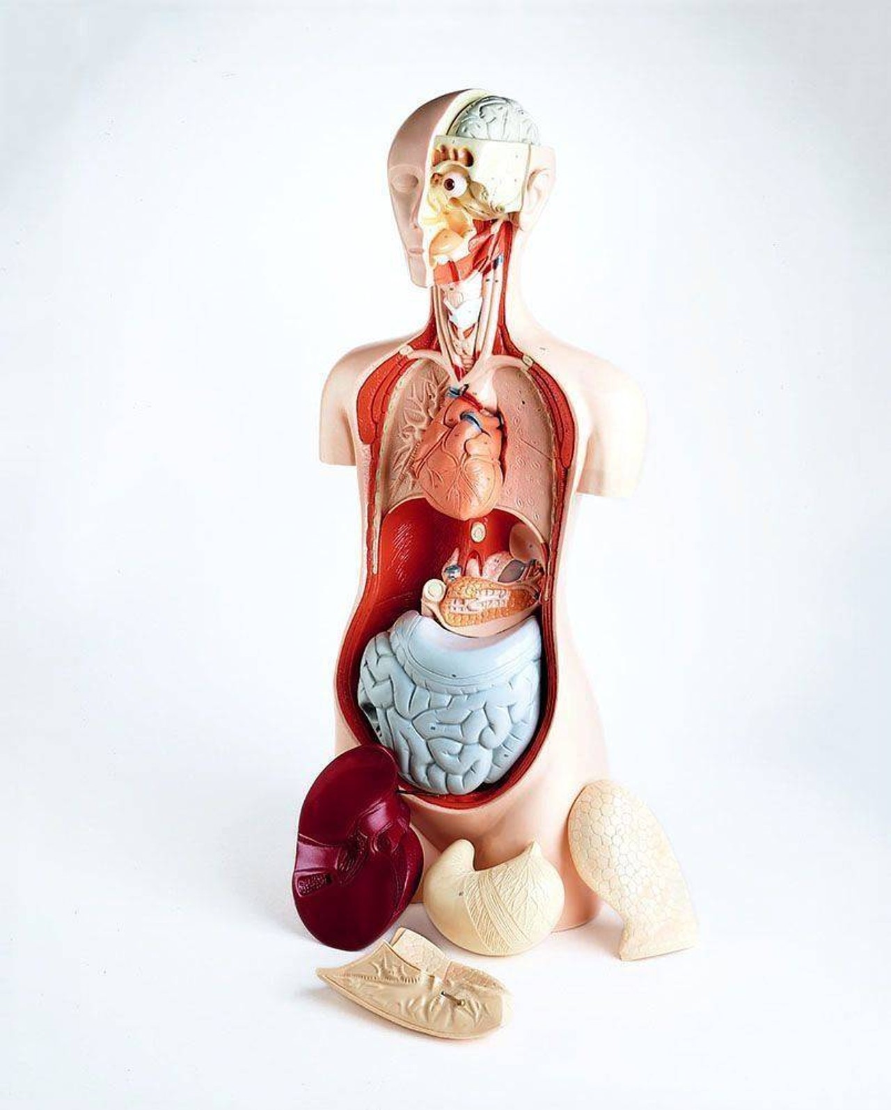 10 Parts Hands On Take Apart Student Torso Anatomy Model