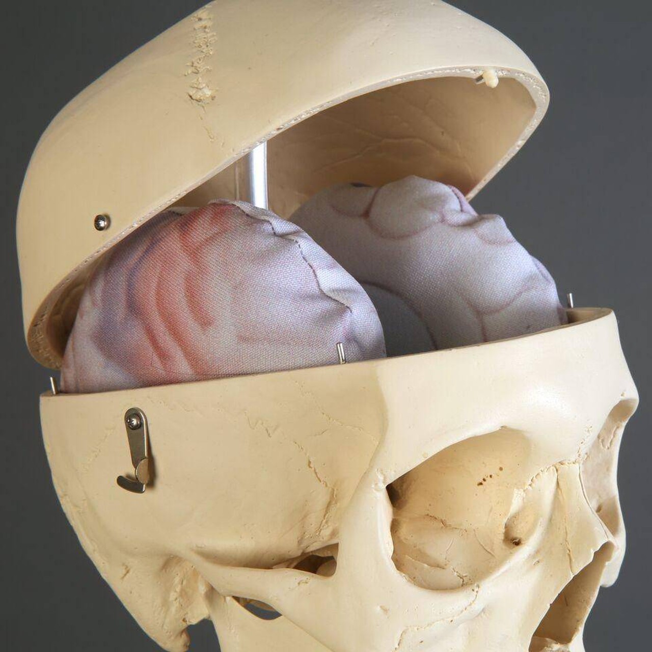 Premier Skeleton with Soft Organ Set