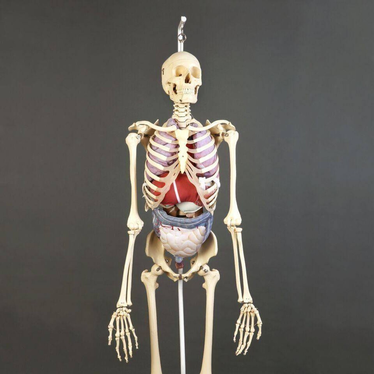 Premier Skeleton with Soft Organ Set