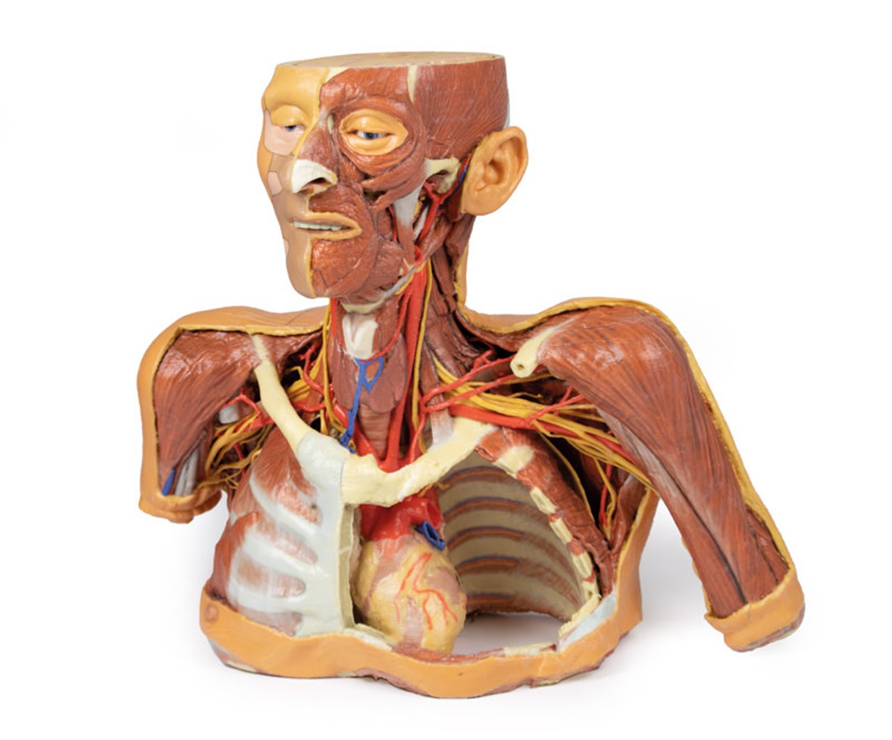 3D printed head, neck, and shoulder. Full view. Exposed muscles, arteries, veins, and bones.